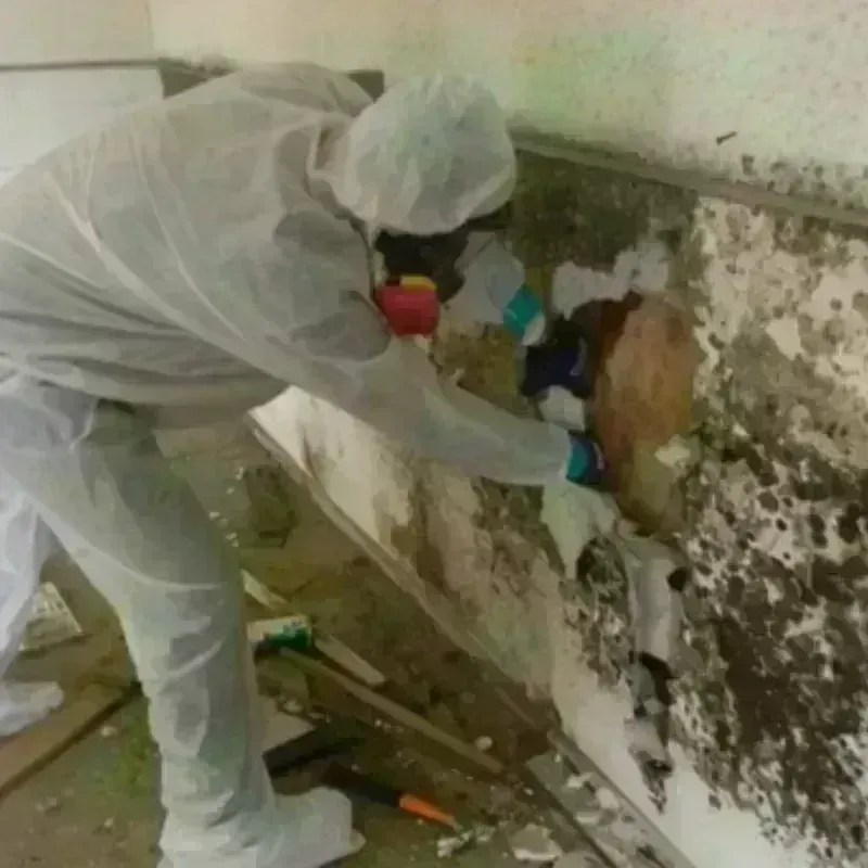 Mold Remediation and Removal in Lock Haven, PA